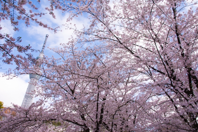 隅田公園桜まつり19年の見頃は 屋台やライトアップはある 生活のヒントjournal